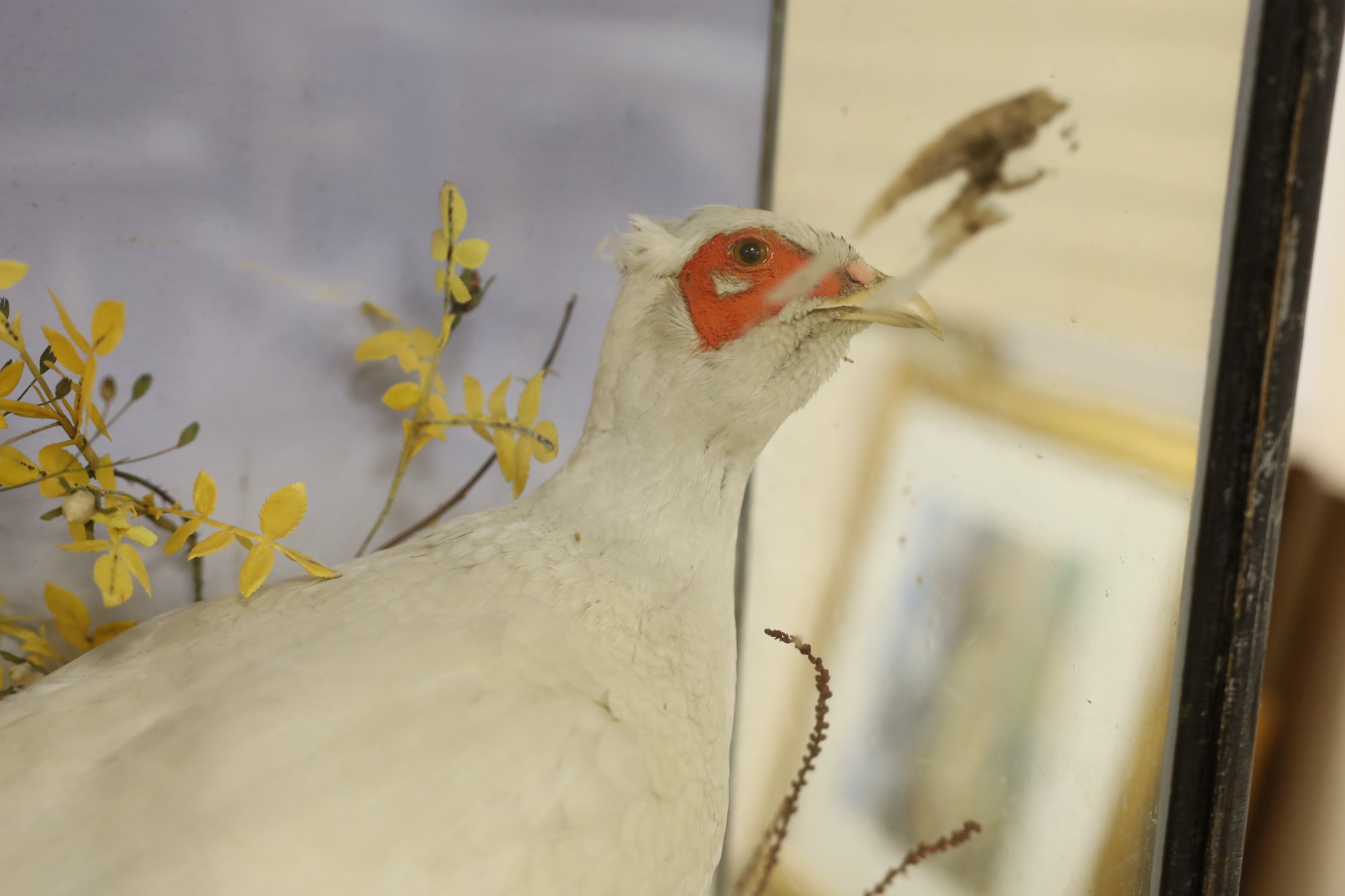 A glazed case taxidermy pheasant. 72cm wide, 50cm tall overall